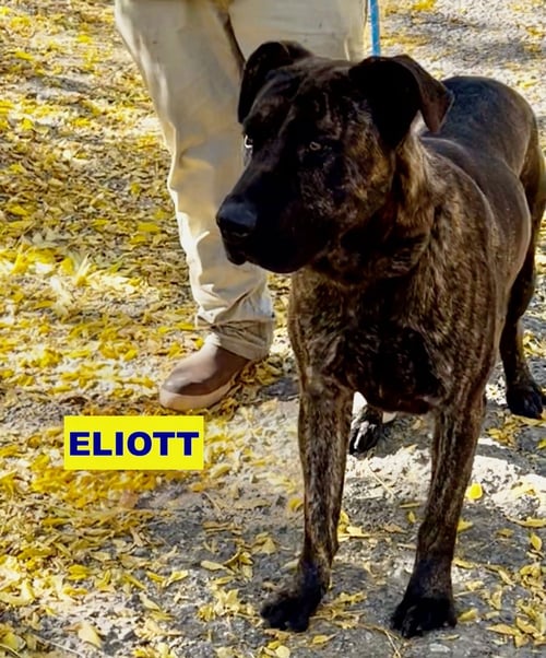 ELIOTT - Cane Corso Mastiff / Labrador Retriever available for adoption