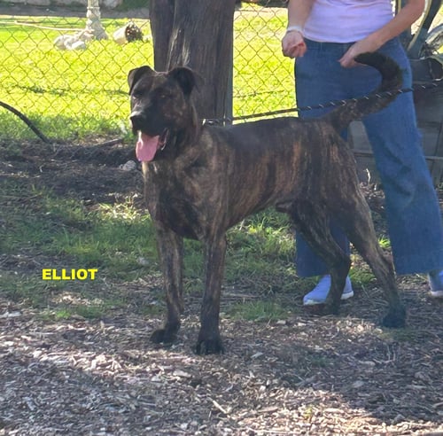ELIOTT - Cane Corso Mastiff / Labrador Retriever available for adoption