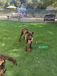ELIOTT - Photo 8