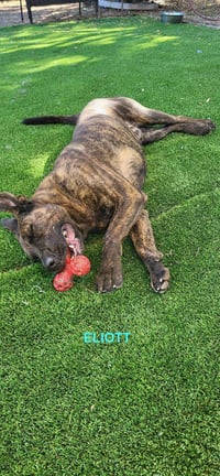 ELIOTT - Photo 6