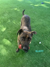 ELIOTT - Photo 9