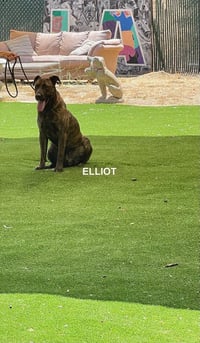 ELIOTT - Photo 4