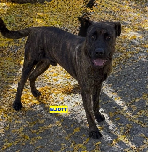 ELIOTT - Cane Corso Mastiff / Labrador Retriever available for adoption