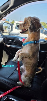 MATTHEW - Photo 1