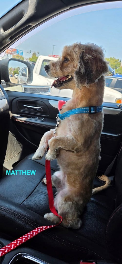 MATTHEW - Terrier available for adoption