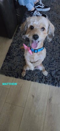 MATTHEW - Photo 4