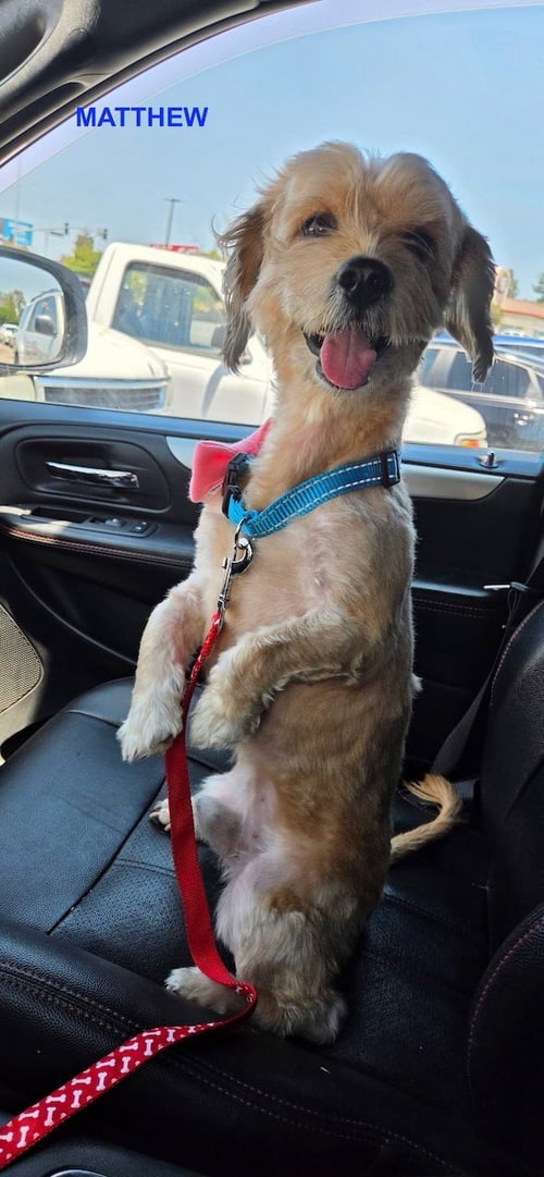 MATTHEW - Terrier available for adoption