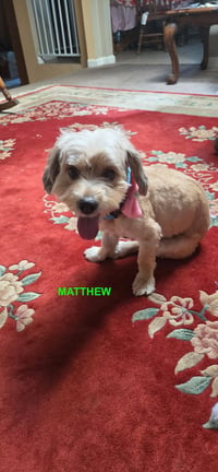 MATTHEW - Photo 7