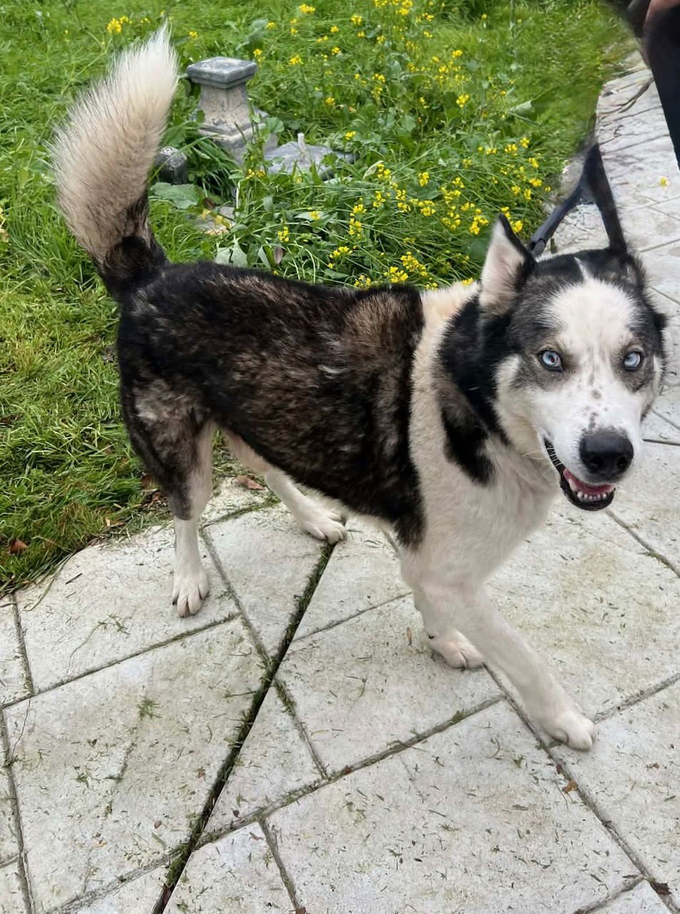 JIM CROCE - Siberian Husky available for adoption