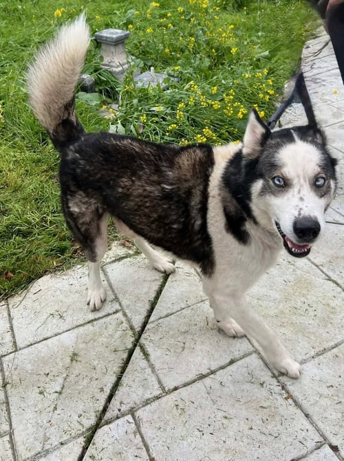 JIM CROCE - Siberian Husky available for adoption