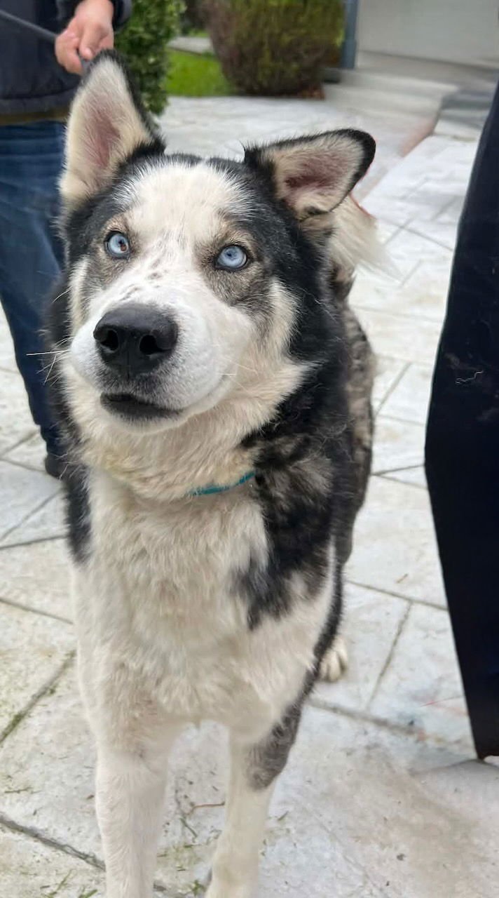 JIM CROCE - Siberian Husky available for adoption