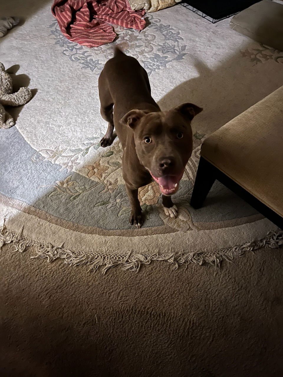 ALLEN J - Pit Bull Terrier available for adoption