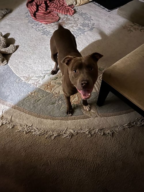ALLEN J - Pit Bull Terrier available for adoption