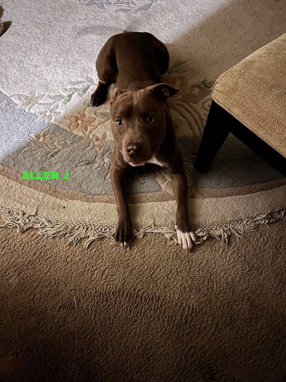 ALLEN J - Pit Bull Terrier available for adoption