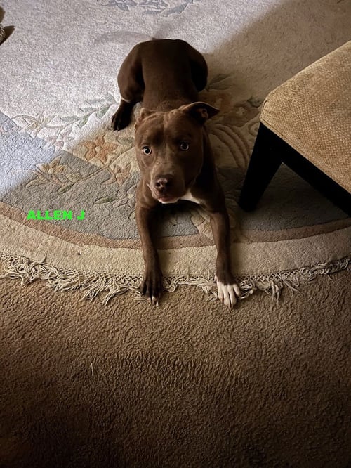 ALLEN J - Pit Bull Terrier available for adoption
