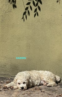 DARWIN - Photo 1