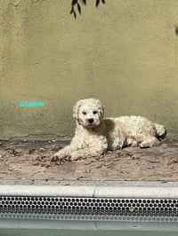 DARWIN - Photo 4