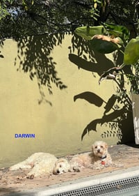 DARWIN - Photo 3