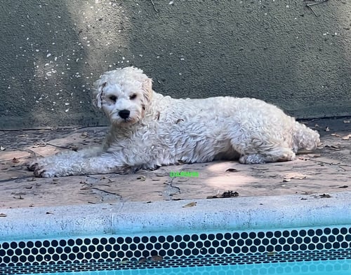 DARWIN - Poodle (Miniature) available for adoption