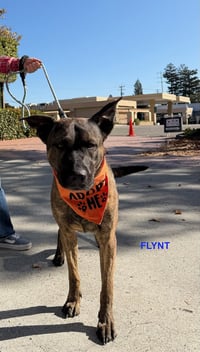 FLYNT - Photo 6