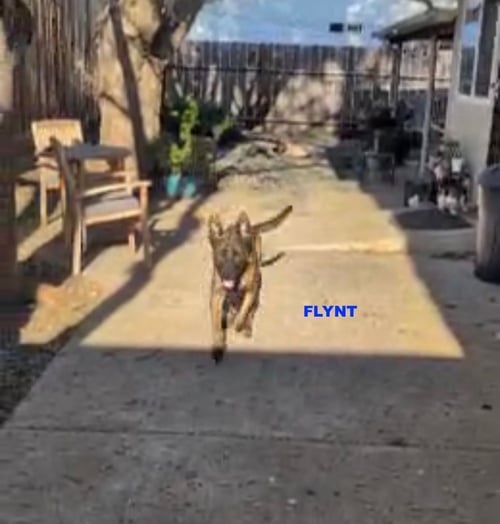 FLYNT - Dutch Shepherd available for adoption