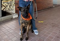 FLYNT - Photo 8