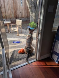 FLYNT - Photo 4
