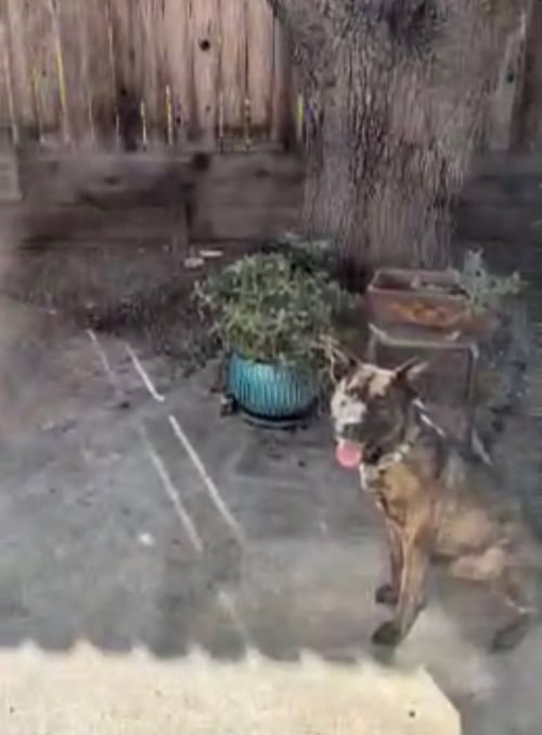 FLYNT - Dutch Shepherd available for adoption