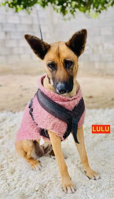 LULU - Shepherd available for adoption