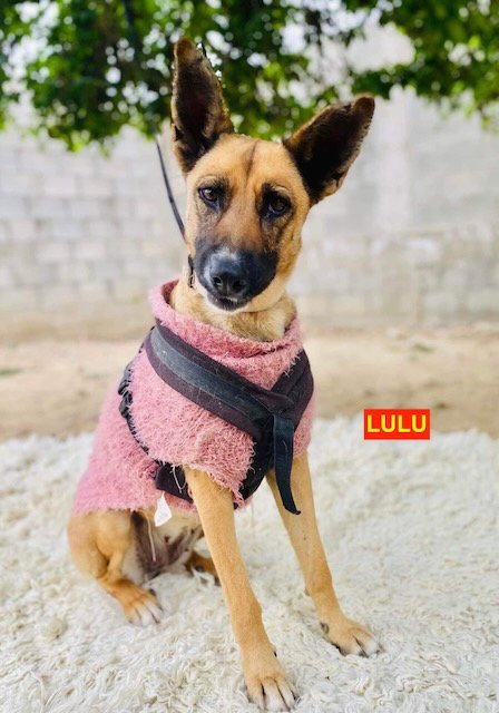 LULU - Shepherd available for adoption