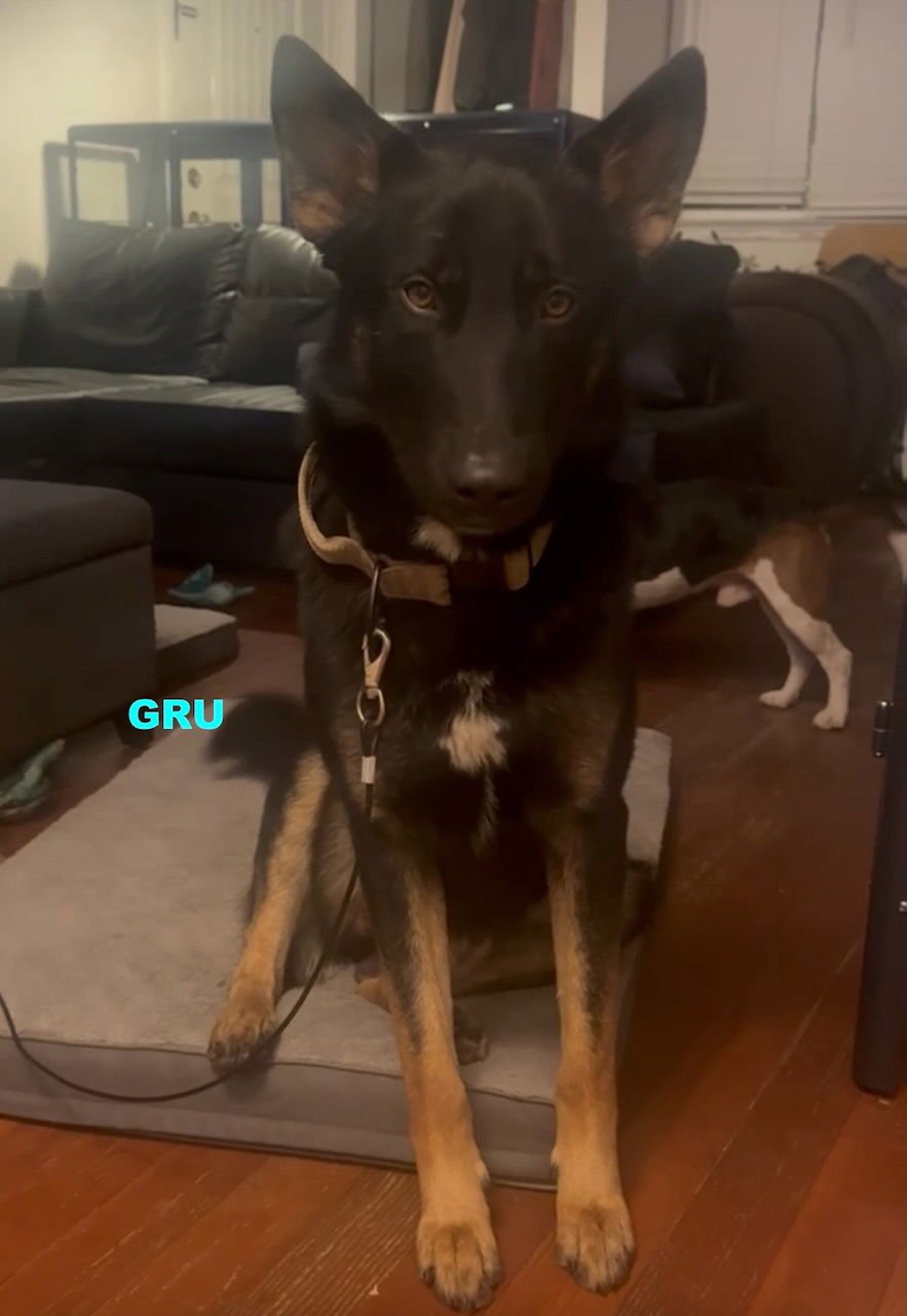 GRU - German Shepherd Dog / Australian Kelpie available for adoption