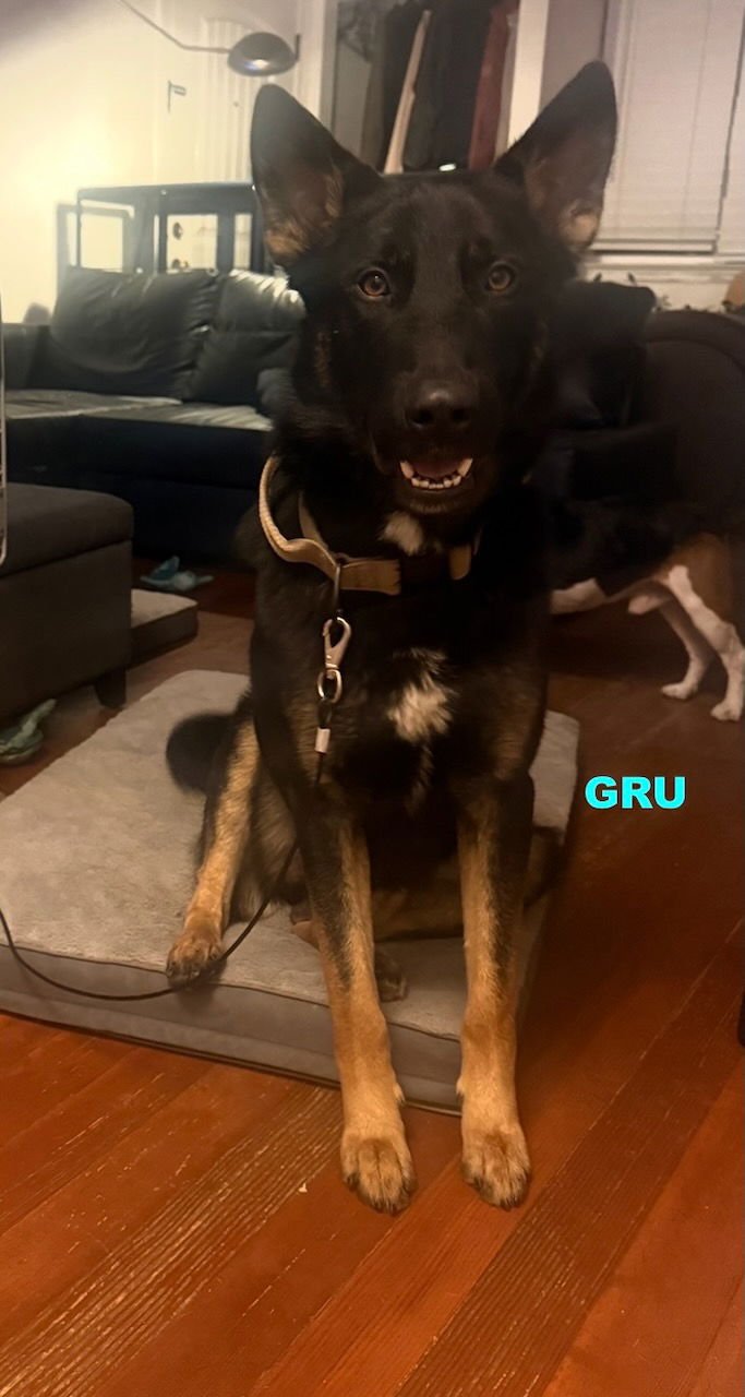 GRU - Photo 4