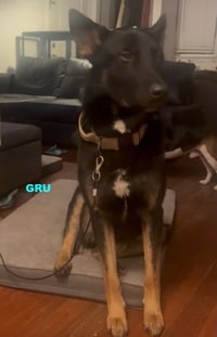 GRU - Photo 1