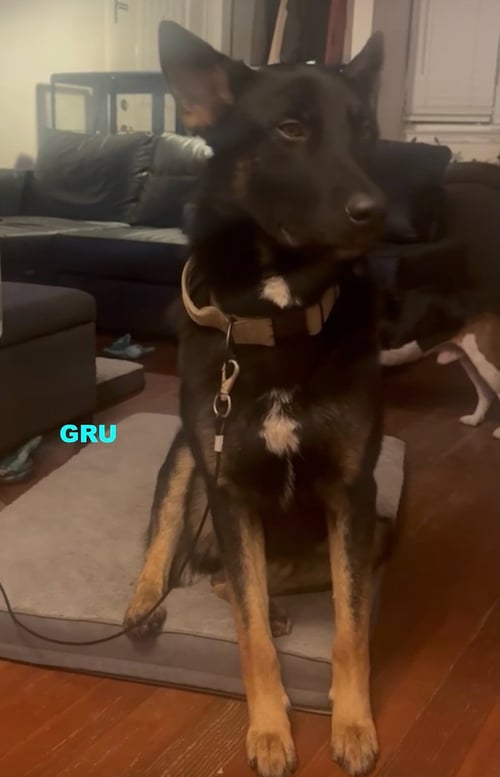 GRU - German Shepherd Dog / Australian Kelpie available for adoption