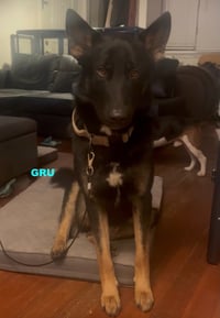 GRU - Photo 2