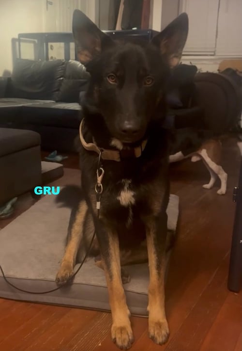 GRU - German Shepherd Dog / Australian Kelpie available for adoption