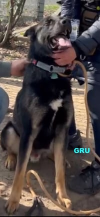 GRU - Photo 5