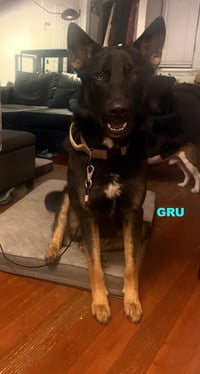 GRU - Photo 4