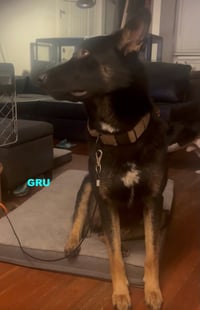 GRU - Photo 3