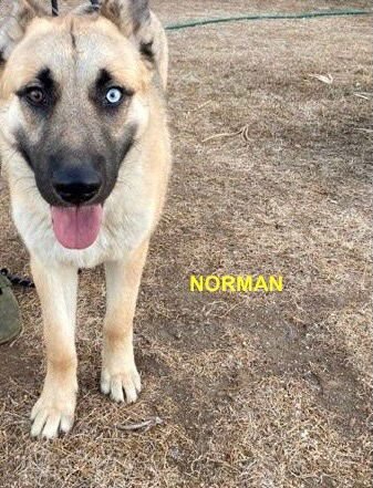NORMAN - Shepherd / Husky available for adoption