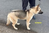 NORMAN - Photo 2