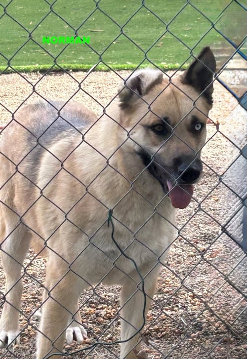 NORMAN - Shepherd / Husky available for adoption