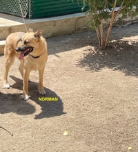 NORMAN - Photo 5