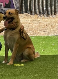 NORMAN - Photo 4