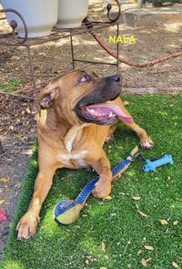 NALA - Photo 10