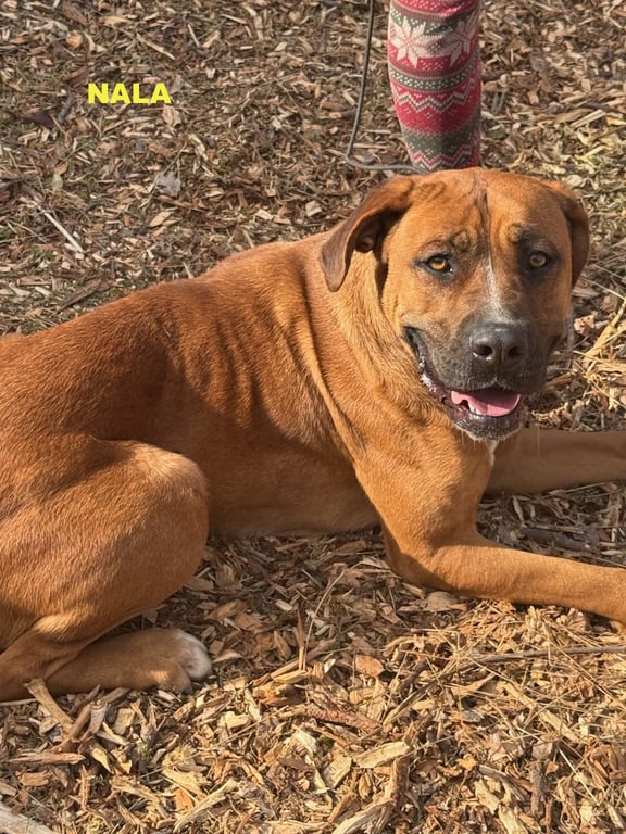 NALA Image