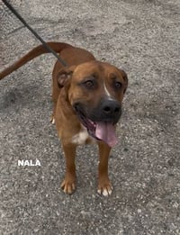 NALA - Photo 7