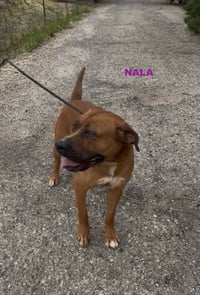 NALA - Photo 6