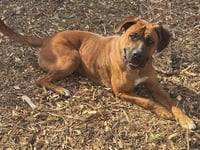 NALA - Photo 3