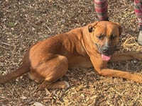 NALA - Photo 4